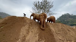 Elephants and Their Favourite Human  ElephantNews [upl. by Haonam]