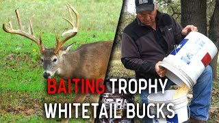 Hunting Whitetail Deer Tips using Powerful Bait [upl. by Ecirtak856]