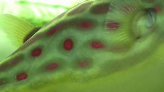 DOT  Tetraodon Pustulatus  Cross River Puffer [upl. by God]