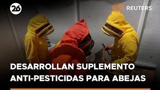 Científicos desarrollan suplemento para proteger a las abejas de los pesticidas  Reuters [upl. by Aiuqram]