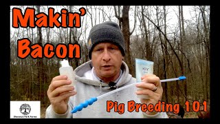 Pastured Pigs Beginners GUIDE to getting STARTED with Piglets [upl. by Yrret824]