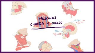 ANATOMÍA  Músculos de la Cabeza y cuello Triángulos del cuello  BLASTO [upl. by Filiano]