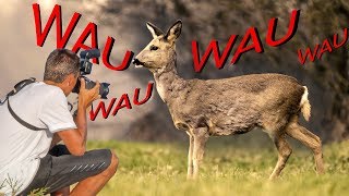 ANGEPIRSCHT  Rehe bellen 🦌🐶  Neues vom Tierfilmer [upl. by Iasi]