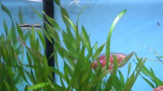 NEW DWARF GOURAMI nipping the guppies [upl. by Noelani]