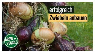 Zwiebeln erfolgreich anbauen  Gemüseanbau im Garten [upl. by Maisey37]