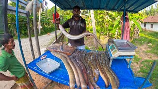 Unbelievable Biggest Live EEL Fish Market In Sri Lanka  Excellent Fish Cutting Technique [upl. by Otreblada]