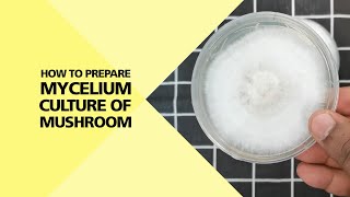 How to Prepare Mycelium Culture of Mushroom Part 24 [upl. by Elletnuahc]