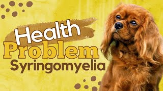 Syringomyelia Health Problem by Cavalier King Charles Spaniel [upl. by Arrac472]