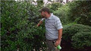 Pest Control  How to Keep Bees Out of Shrubs [upl. by Kandace]