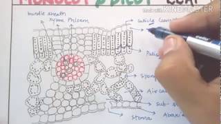 Anatomy of monocot and dicot leaf in detail for NEET AIIMS JIPMER [upl. by Atikim]