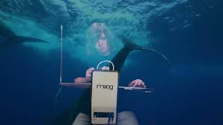 Beautiful Whale Sounds on Theremin [upl. by Iem600]