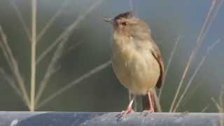 褐頭鷦鶯純色山鷦鶯 Prinia inornata [upl. by Damas616]