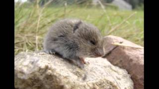 Vole Facts  Facts About Voles [upl. by Nnov]