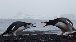 National Geographic Kids Penguins read aloud [upl. by Lemhaj192]