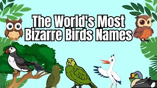 World Most Rarest BirdsquotDiscover the Extraordinary Worlds Most Bizarre Birds Revealed 🌍🕊️ [upl. by Ergener]