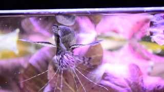 Pantodon buchholzi African butterflyfish feeding Motylowiec [upl. by Maryann]