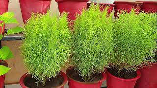 How to Grow and Care Kochia Plant  Best Summer Plant  Fun Gardening [upl. by Alys]