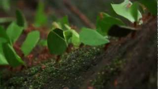 Leafcutter Ants of Central America [upl. by Buckingham]