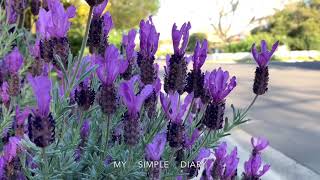 Spanish lavender Lavandula stoechas [upl. by Arther]