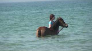 Pony Swimming in Guernsey [upl. by Lionello]