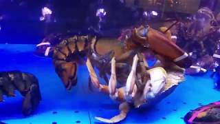 Learn How to Clean a Dungeness Crab [upl. by Acile335]