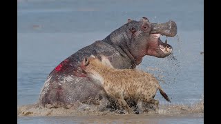 Hyenas vs Hippo  Amboseli NP  Kenya 2019 [upl. by Joyce]