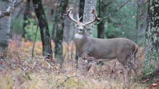 Experience Apple Creek Whitetails  1 Trophy Guided Whitetail Buck Hunting in the United States [upl. by Amsaj]