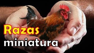 RAZAS de GALLOS y GALLINAS mas PEQUEÑITAS del mundo top bantam enanas kikiriki [upl. by Pass684]