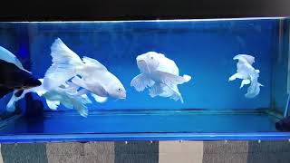 Most Beautiful Platinum Butterfly Koi Fish In Aquarium Butterfly Koi Fish Carp Farm [upl. by Oigroeg]