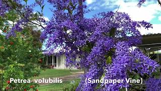 Petrea volubilis Flowers Spin to the Ground [upl. by Mccallion]