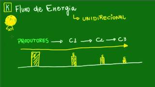 Fluxo de energia nas cadeias alimentares  Ecologia  Biologia [upl. by Atnom]