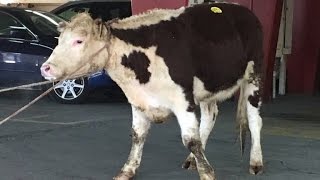 Cow Who Escaped Slaughterhouse Gets Rescued by Sanctuary [upl. by Oznola570]