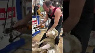 Corey Bricker  USA National Shearing Contest 2022 [upl. by Cohla]