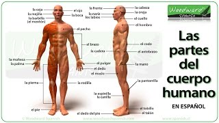 Parts of the Body in Spanish  Las partes del cuerpo humano en español  Learn Spanish Vocabulary [upl. by Antoine978]