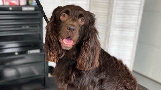 Boykin Spaniel  Dog Grooming [upl. by Anorahs]