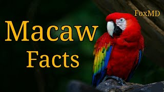 Macaw Facts  Things To Know About Macaw Parrots [upl. by Nohpets]