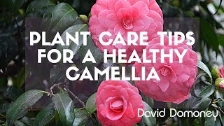 David Domoney camellia plant care tips [upl. by Eijneb]