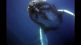 3 Hours of Whale Sounds Underwaterfor Sleep and Relaxation [upl. by Eachern990]