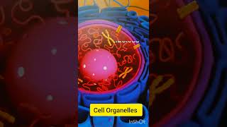 Cell Organelles Cell Biology 🧫 Organelles biology [upl. by Assadah166]