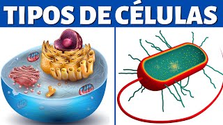 TIPOS DE CÉLULAS eucariotas y procariotas organelos celulares y diferencias🦠 [upl. by Nivlen]