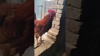 Nadeem Ahmed murga farm Amroha murga chicken [upl. by Oregolac978]