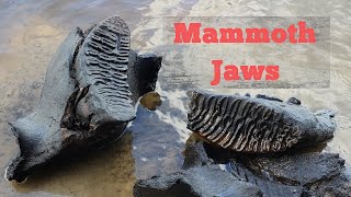 Mammoth Jaw once in a lifetime discovery  Fossil hunting Peace River we find a mammoth mandible [upl. by Nahraf710]