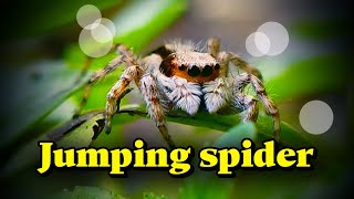 SALTICIDAE  JUMPING SPIDERS [upl. by Phene]