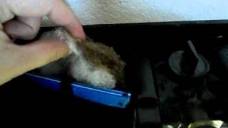 Pillow Stuffing In Your Aquarium Filter [upl. by Eiram]