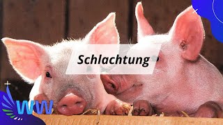 Schweineschlachtung  Vom Tier auf den Teller [upl. by Zashin]