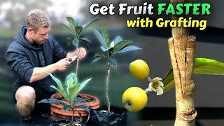 Grafting Loquat Trees  Learn How To Graft Includes 8 Months of Results [upl. by Atinna543]