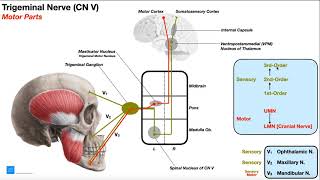 Anatomy Dissected Cranial Nerve V trigeminal nerve [upl. by Lauren14]