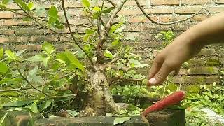 pruning wiring pengelosan bahan bonsai loa [upl. by Eemia]