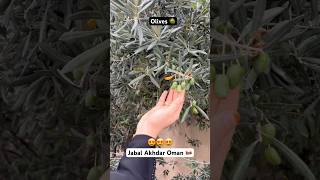 Olives 🫒 Plant  Jabal Akhdar Oman 🇴🇲 oman olive olives omantour shorts [upl. by Aizitel501]