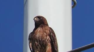 Red tailed hawk lets out a piercing cry [upl. by Noyart604]